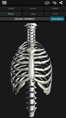 Osseous System in 3D (Anatomy) screenshots