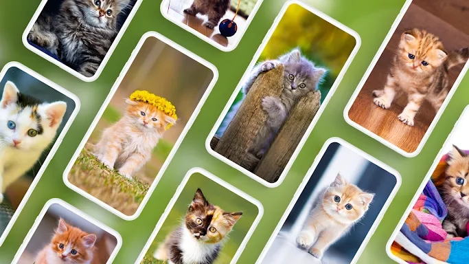Cat Wallpapers & Cute Kittens screenshots