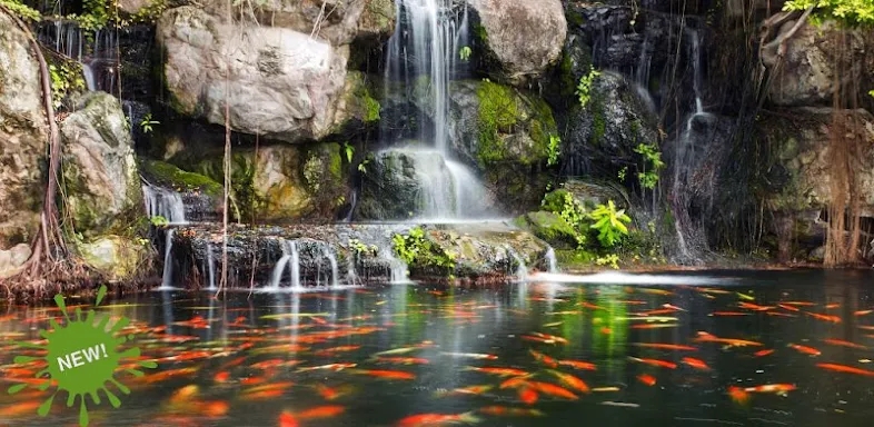 Real pond with Koi screenshots