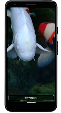 Real pond with Koi screenshots